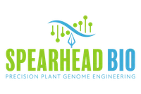 Spearhead Bio logo